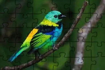 Imagem jigsaw puzzle