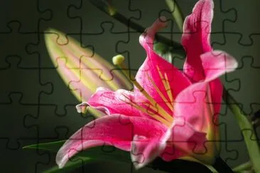 Flores jigsaw puzzle