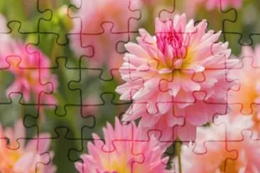 Flores jigsaw puzzle