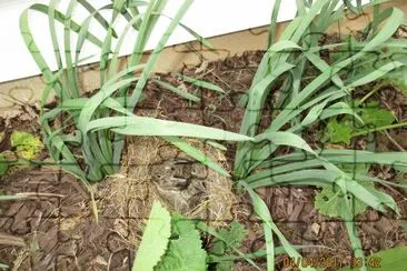 Baby bunnies in the flower bed