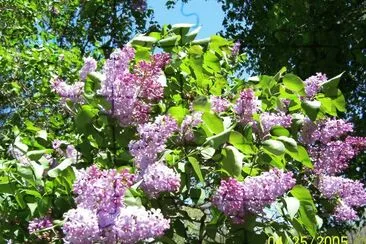 Lilacs