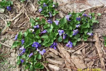 Violets