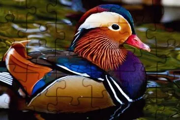 Pato Mandarin