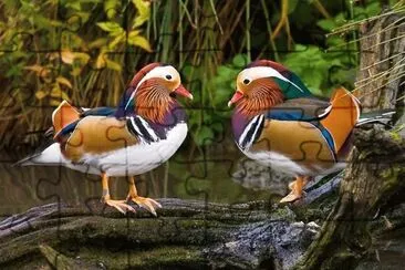 פאזל של Patos Mandarin