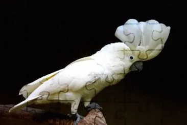 Cacatua