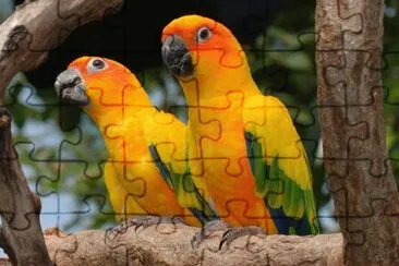 פאזל של Conures