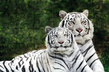 Tigre de Bengala Blanco jigsaw puzzle