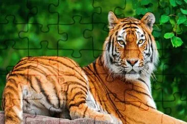 Tigre de Bengala jigsaw puzzle