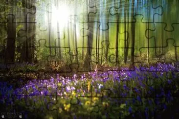 Bluebell woods jigsaw puzzle