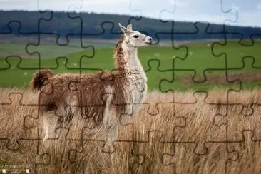 Llama jigsaw puzzle