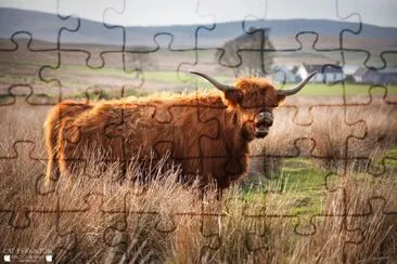 Surprised highland cow jigsaw puzzle