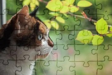 Cat and leaves jigsaw puzzle