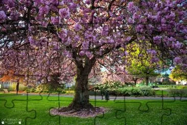 פאזל של Cherry blossom tree