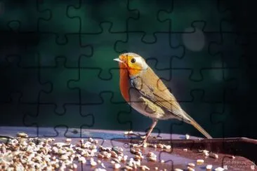 Robin redbreast jigsaw puzzle