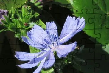 פאזל של cichorium intybus