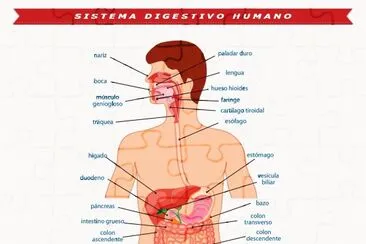 Sistema Digestivo