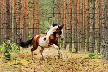 Wild Horse