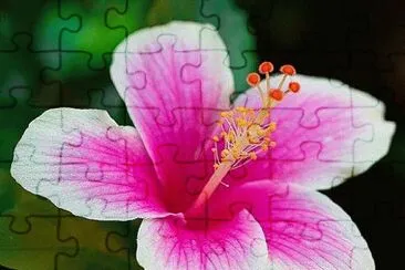 flores jigsaw puzzle