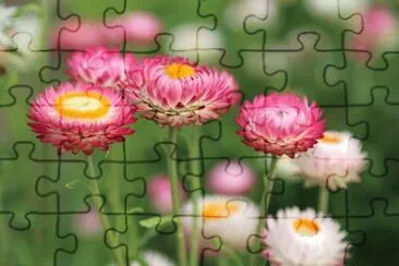 OK jigsaw puzzle