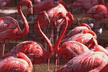 Flamingos