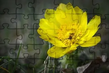 OK jigsaw puzzle