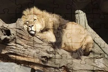 Foto jigsaw puzzle