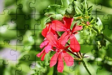 OK jigsaw puzzle