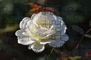 OK jigsaw puzzle