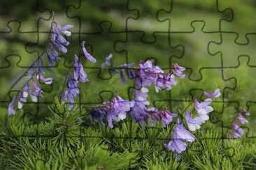 OK jigsaw puzzle