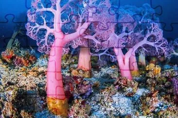 seafloor jigsaw puzzle