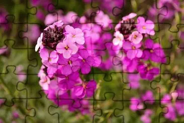 OK jigsaw puzzle