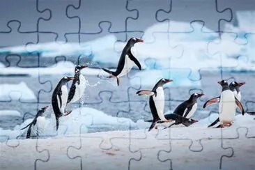 penguins