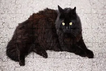 Angora turco nero