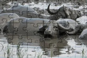 Foto jigsaw puzzle