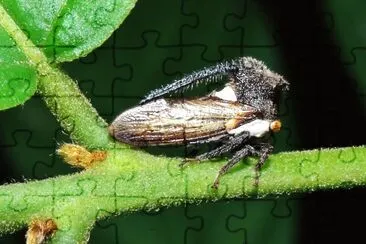 Treehopper horned jigsaw puzzle