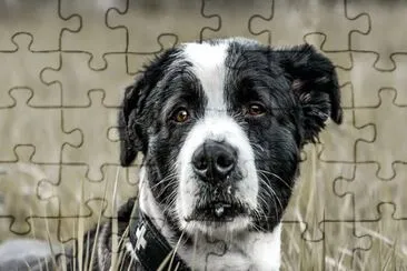 Foto jigsaw puzzle