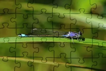 Ischnura elegans jigsaw puzzle