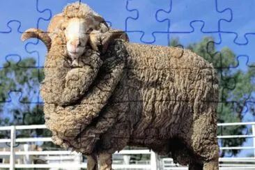 Australian merino jigsaw puzzle