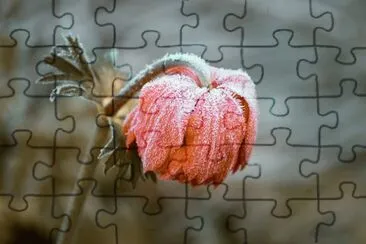 Foto jigsaw puzzle