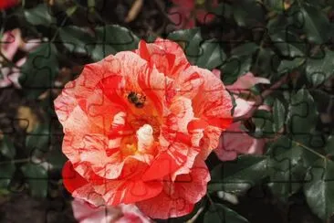 rosa bicolor