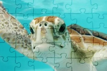 Toy jigsaw puzzle