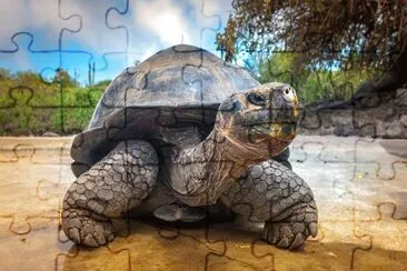 Foto jigsaw puzzle