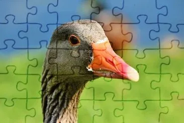 Foto jigsaw puzzle