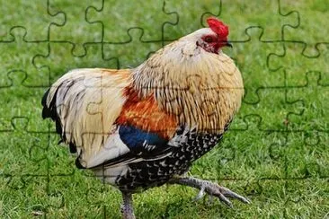 Foto jigsaw puzzle