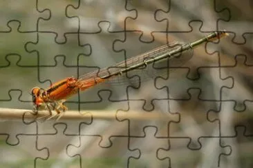 Ischnura pumilio jigsaw puzzle