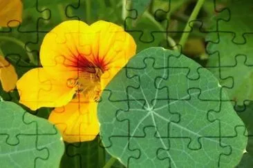 OK jigsaw puzzle