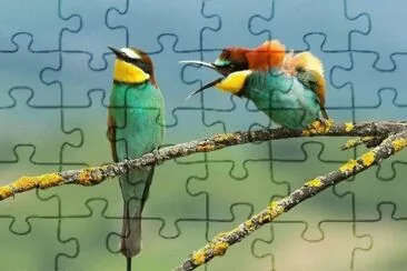 aves jigsaw puzzle