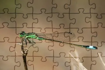 Ischnura genei jigsaw puzzle