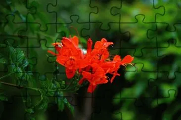 OK jigsaw puzzle