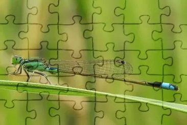 Ischnura senegalensis jigsaw puzzle